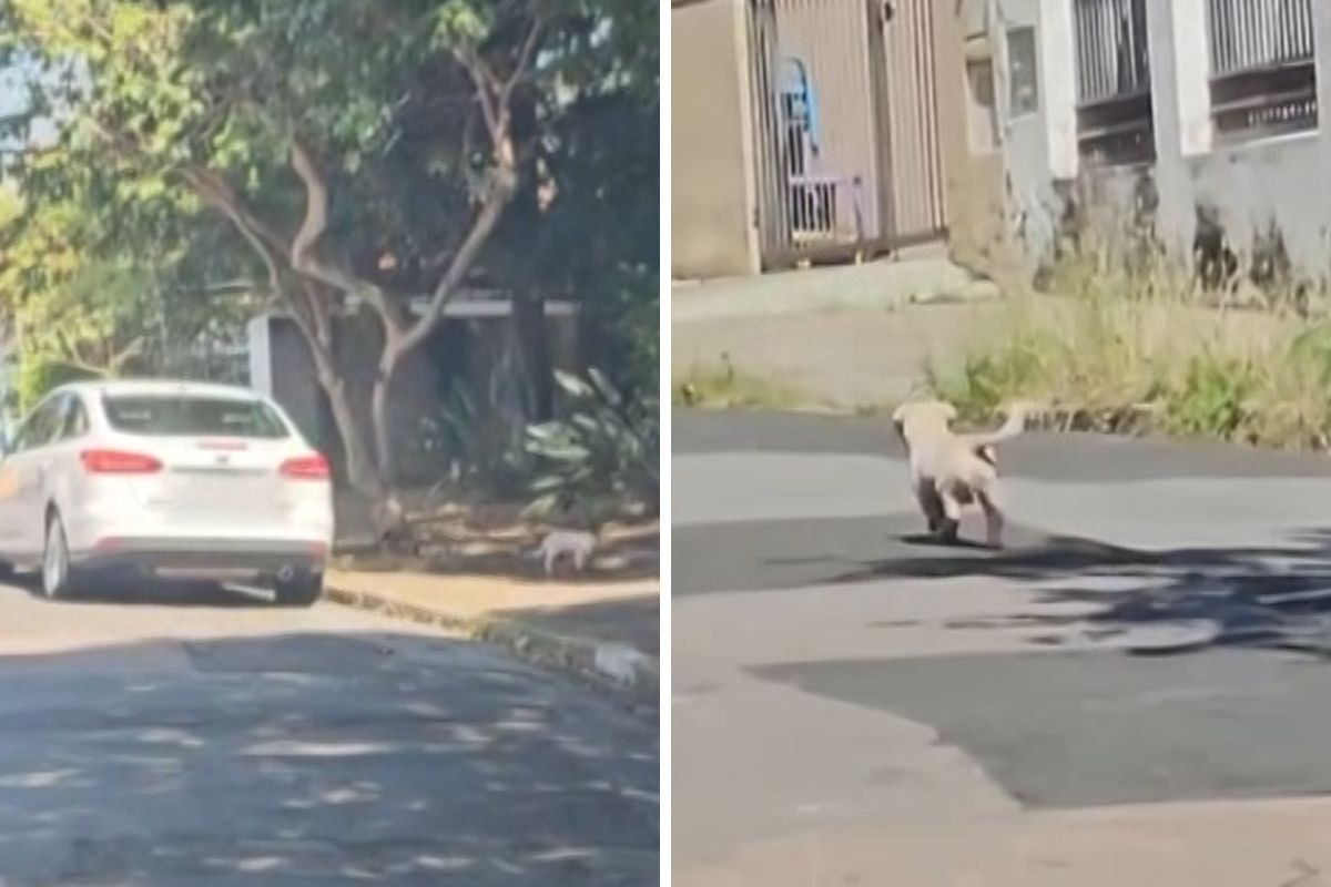 MP-SP denuncia advogada por abandono de cão em Campinas após flagrante em vídeo