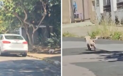 MP-SP denuncia advogada por abandono de cão em Campinas após flagrante em vídeo