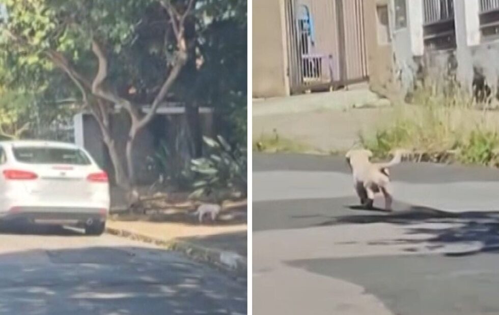 MP-SP denuncia advogada por abandono de cão em Campinas após flagrante em vídeo